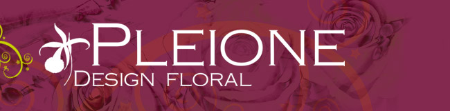 Pleione Design Floral
